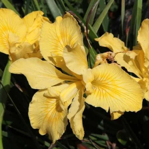 PCH Iris Yellow.jpg