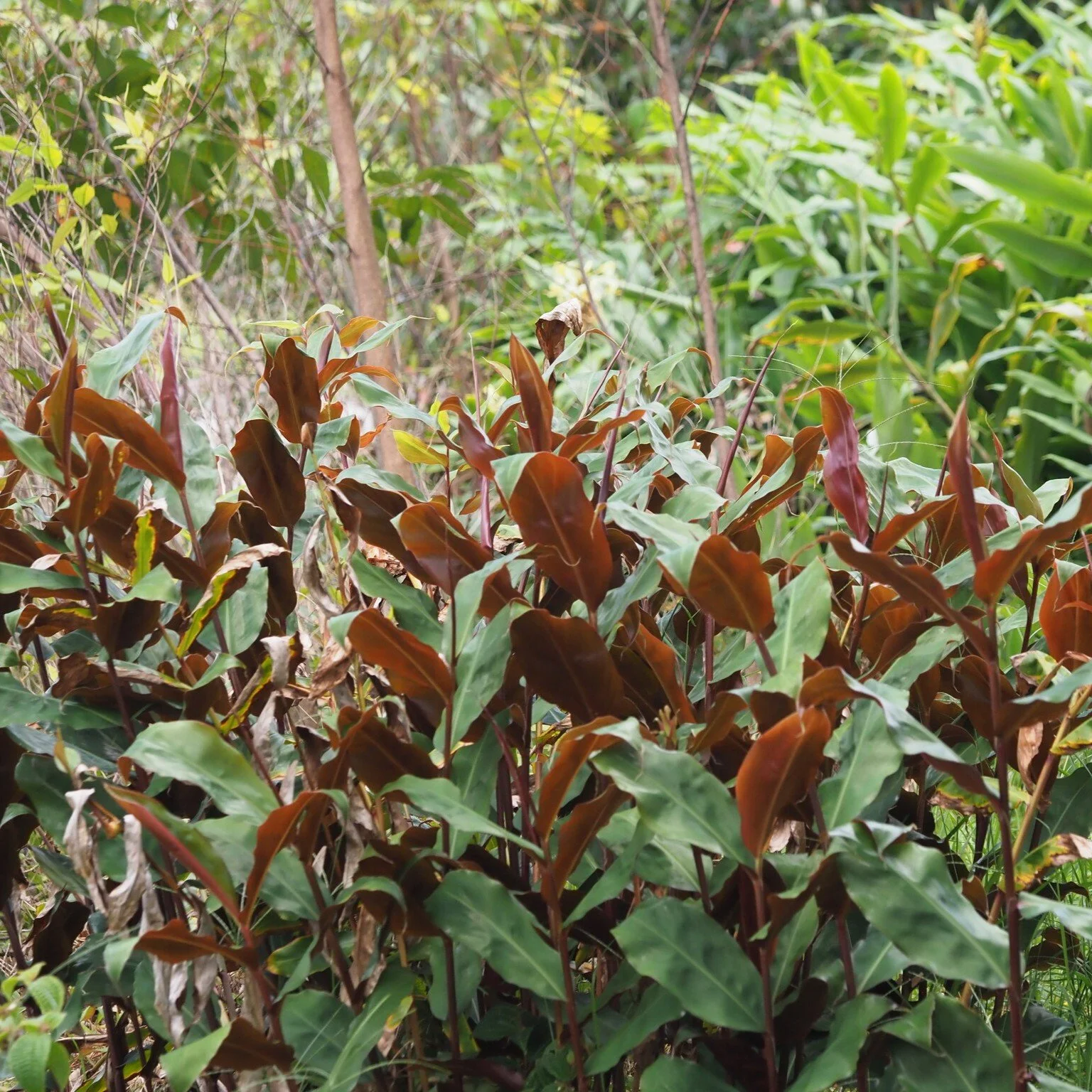 Red Butterfly Ginger Foliage.jpeg