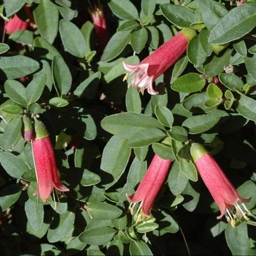 Red Australian Fuchsia.jpg