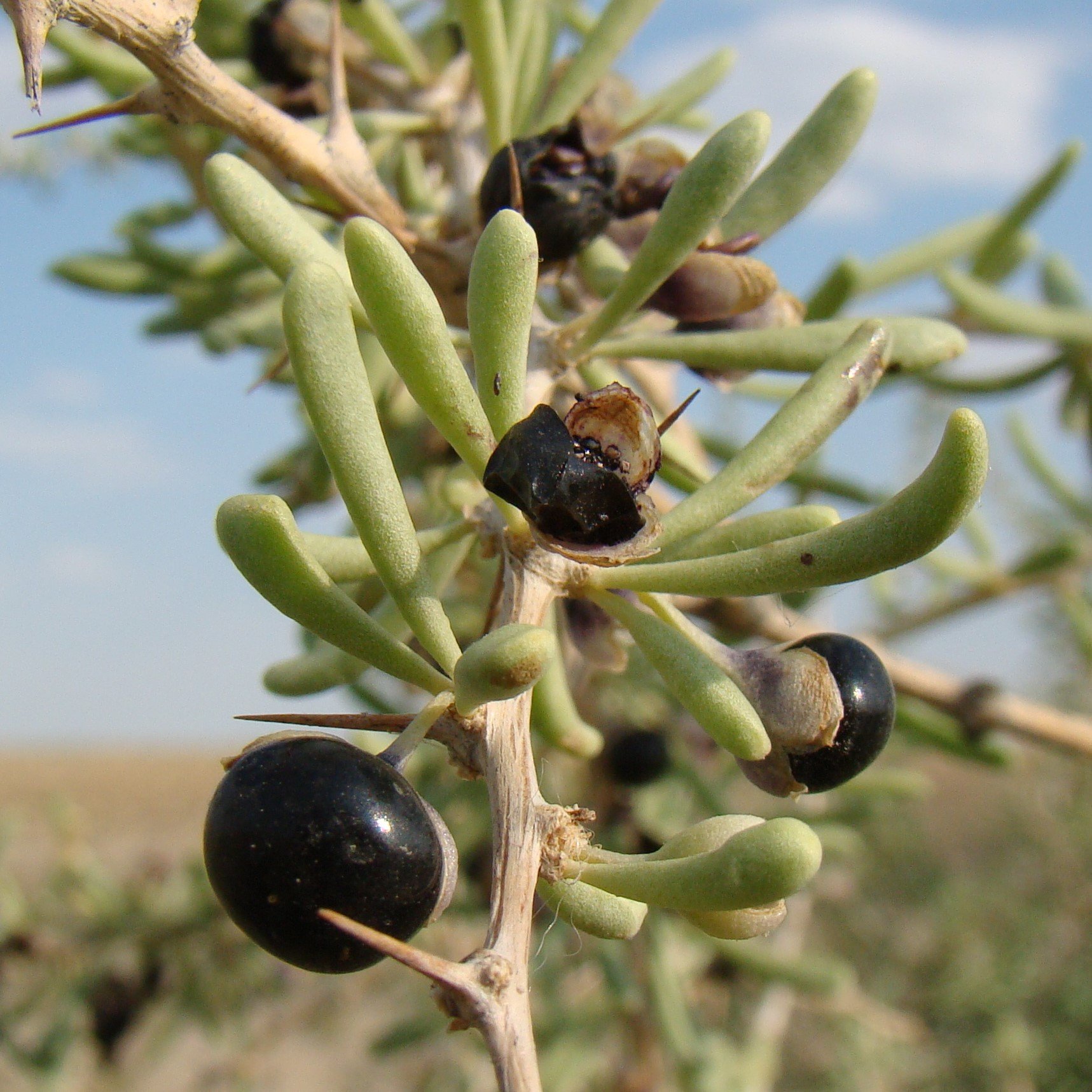 Lycium ruthenicum foliage.jpg