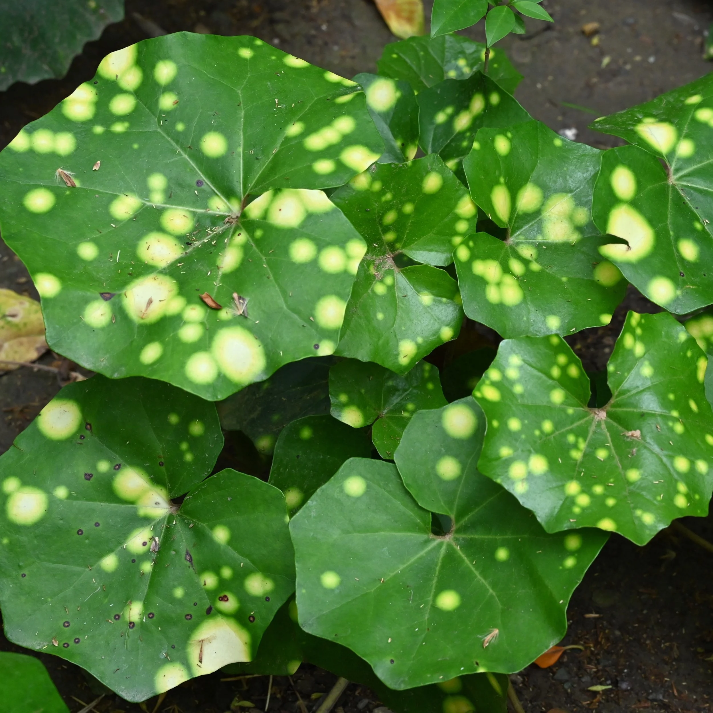Farfugium japonicum 'Aureomaculatum'.jpg