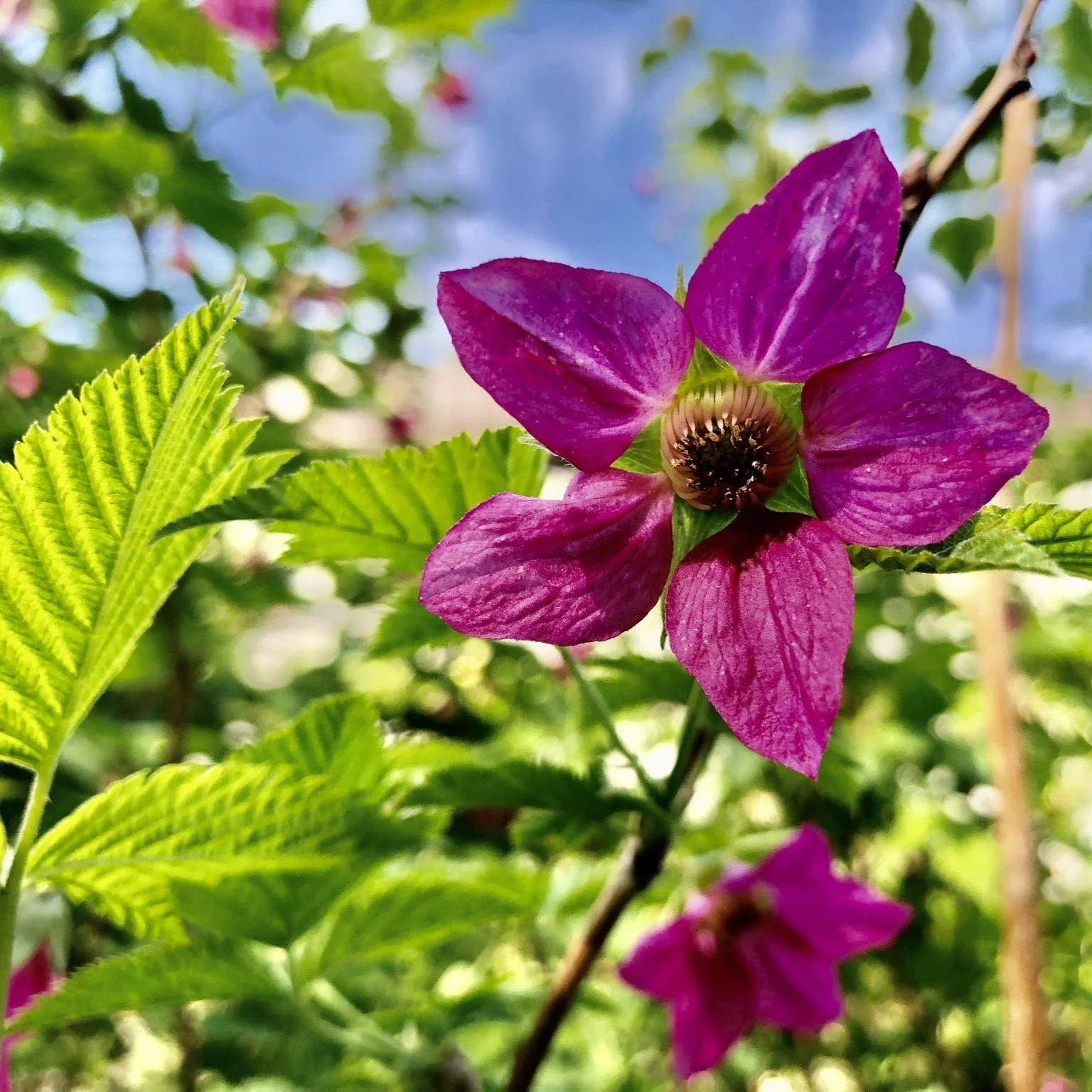 Salmonberry Flower.jpg