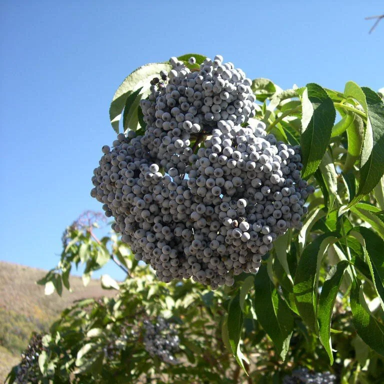 Blue Elderberry  Wanderlust Nursery