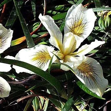 PCH Iris Ivory Queen.jpg