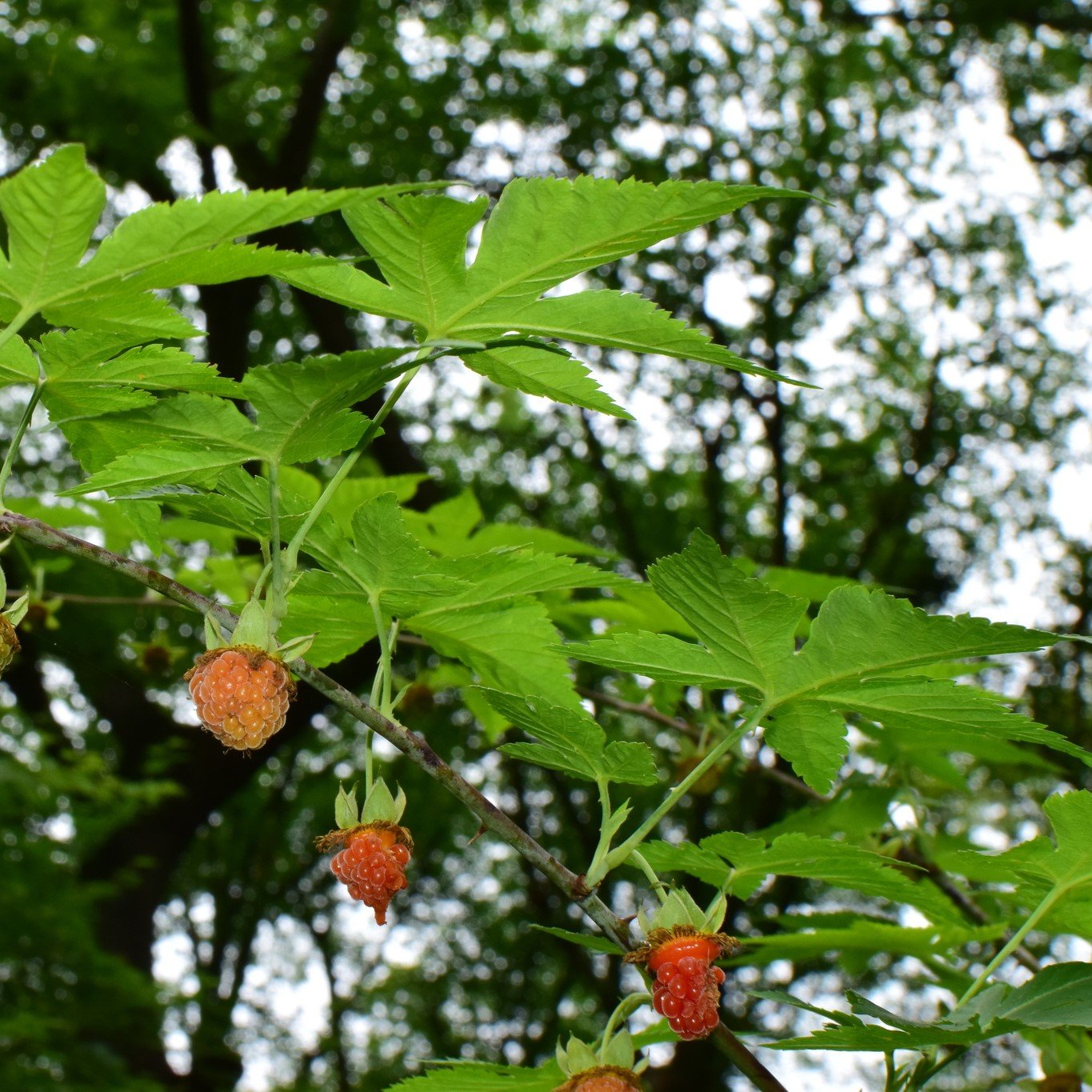 Sweet Tea Raspberry