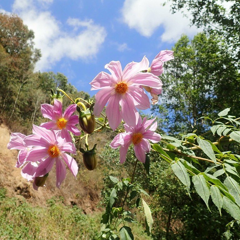 Everblooming Tree Dahlia.jpeg