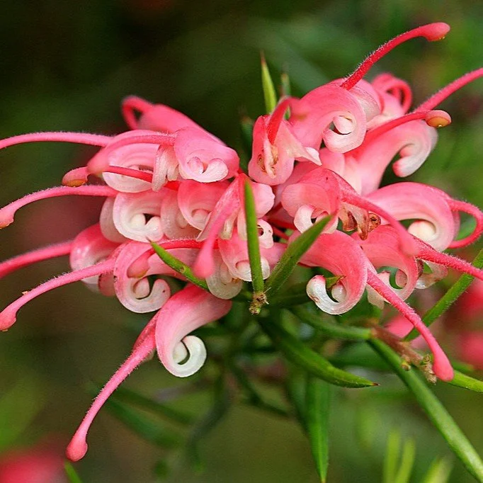 Grevillea 'Penola'