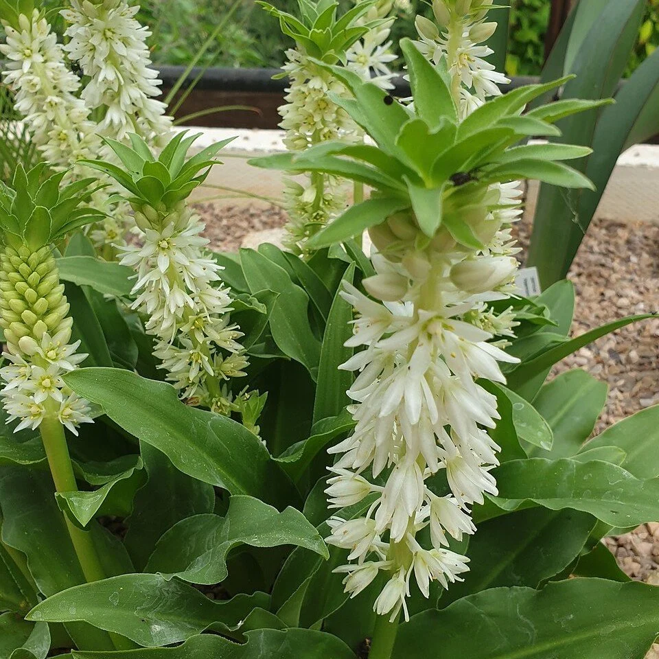 White Pineapple Lily.jpg