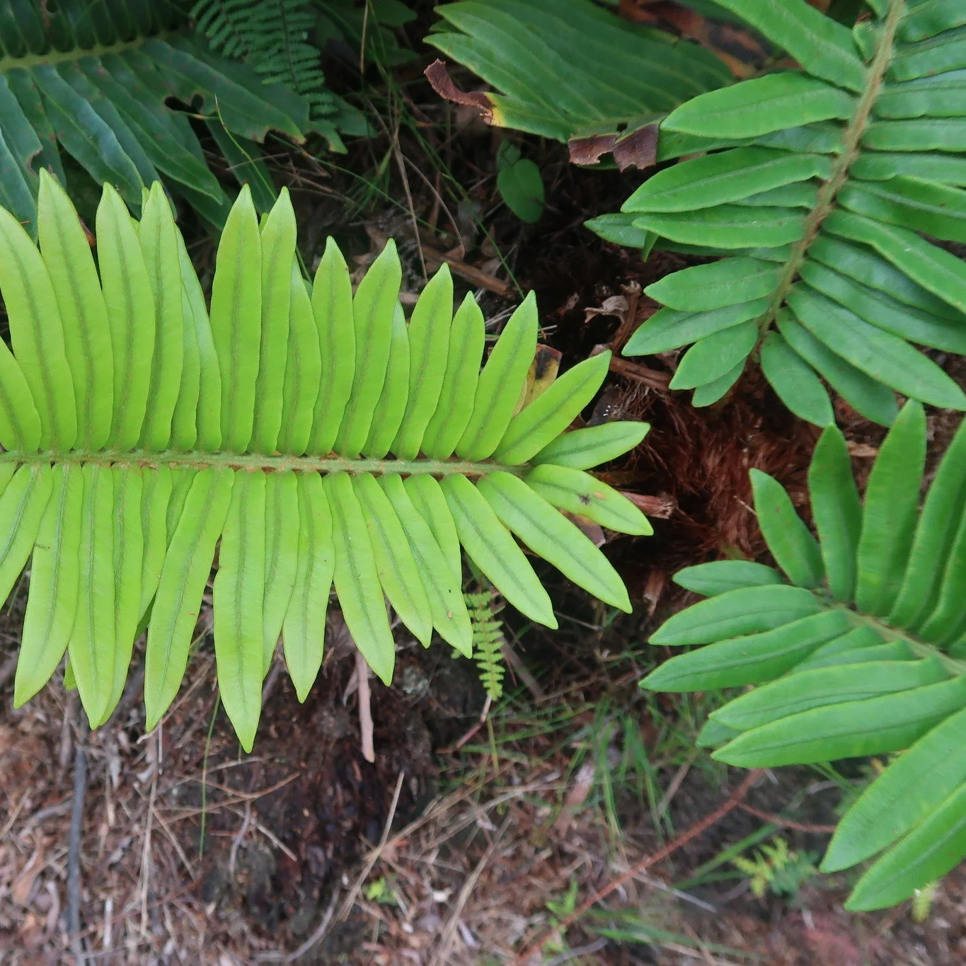 Blechnum tabulare Leaf.jpeg