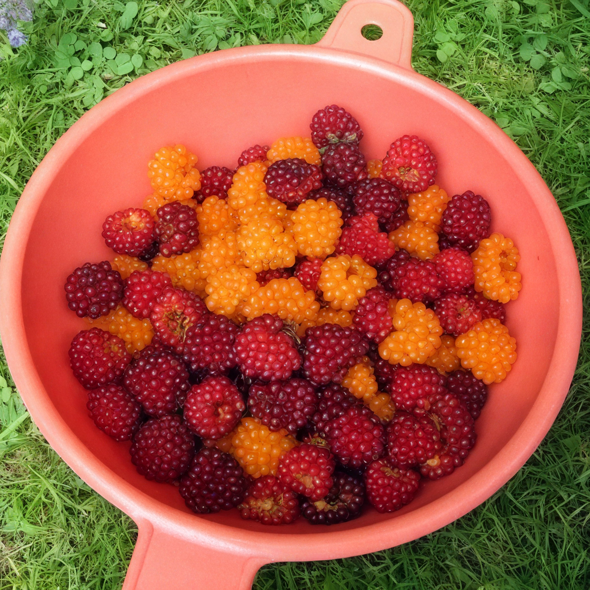 Bowl of Salmonberries.png
