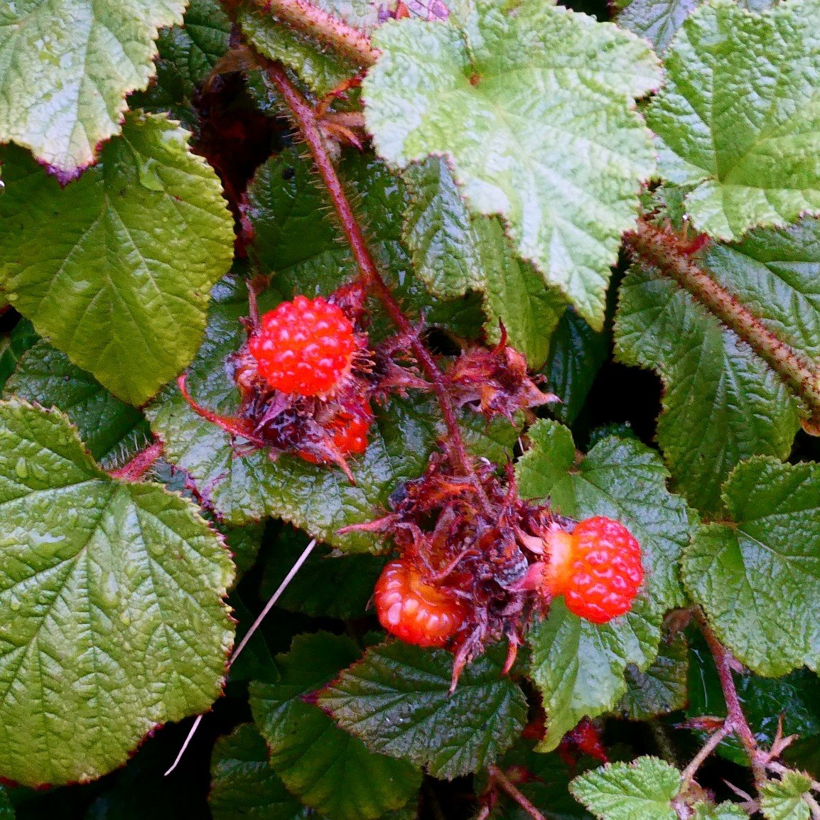 Creeping Bramble Fruit.jpg