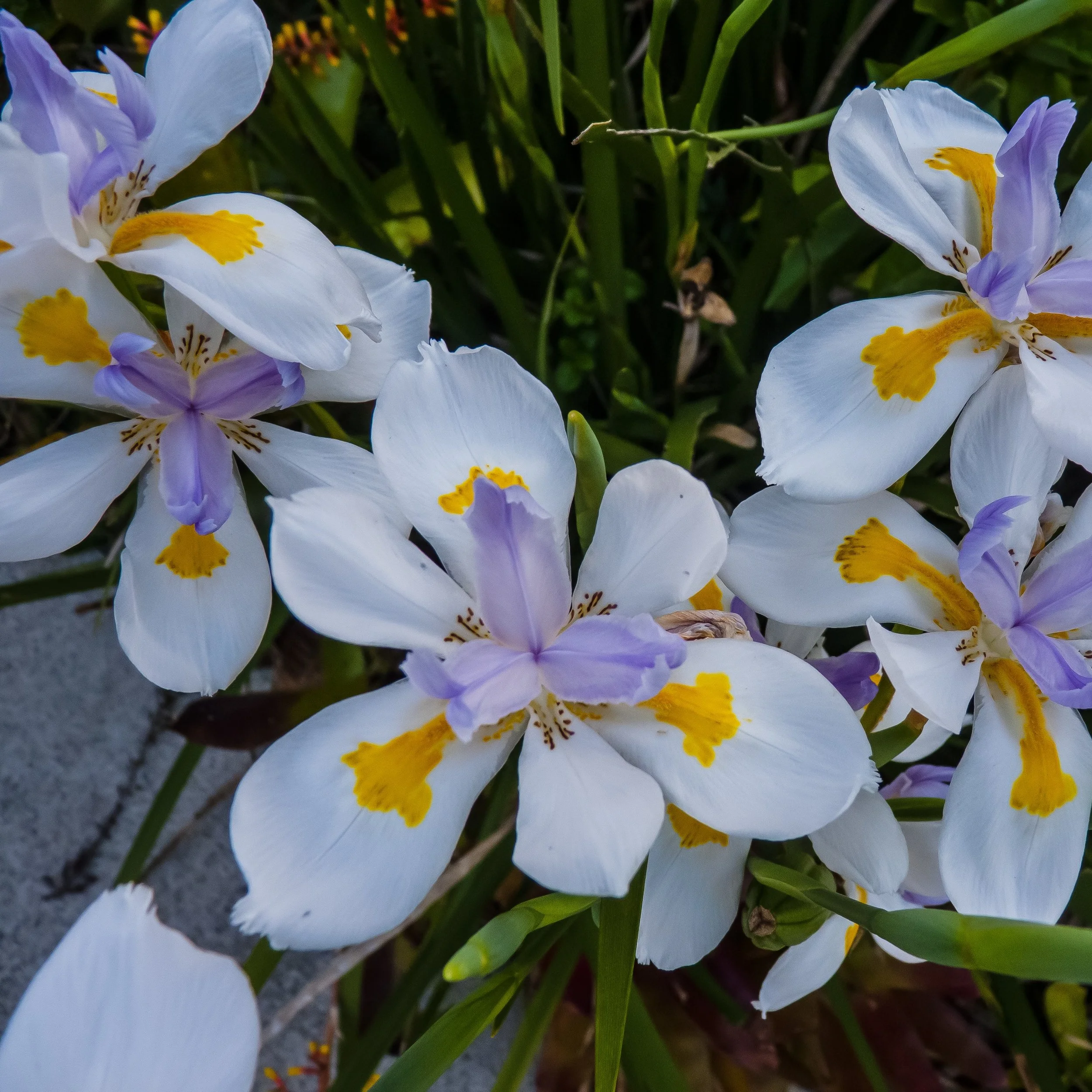 Fortnight Lily Flower.jpg