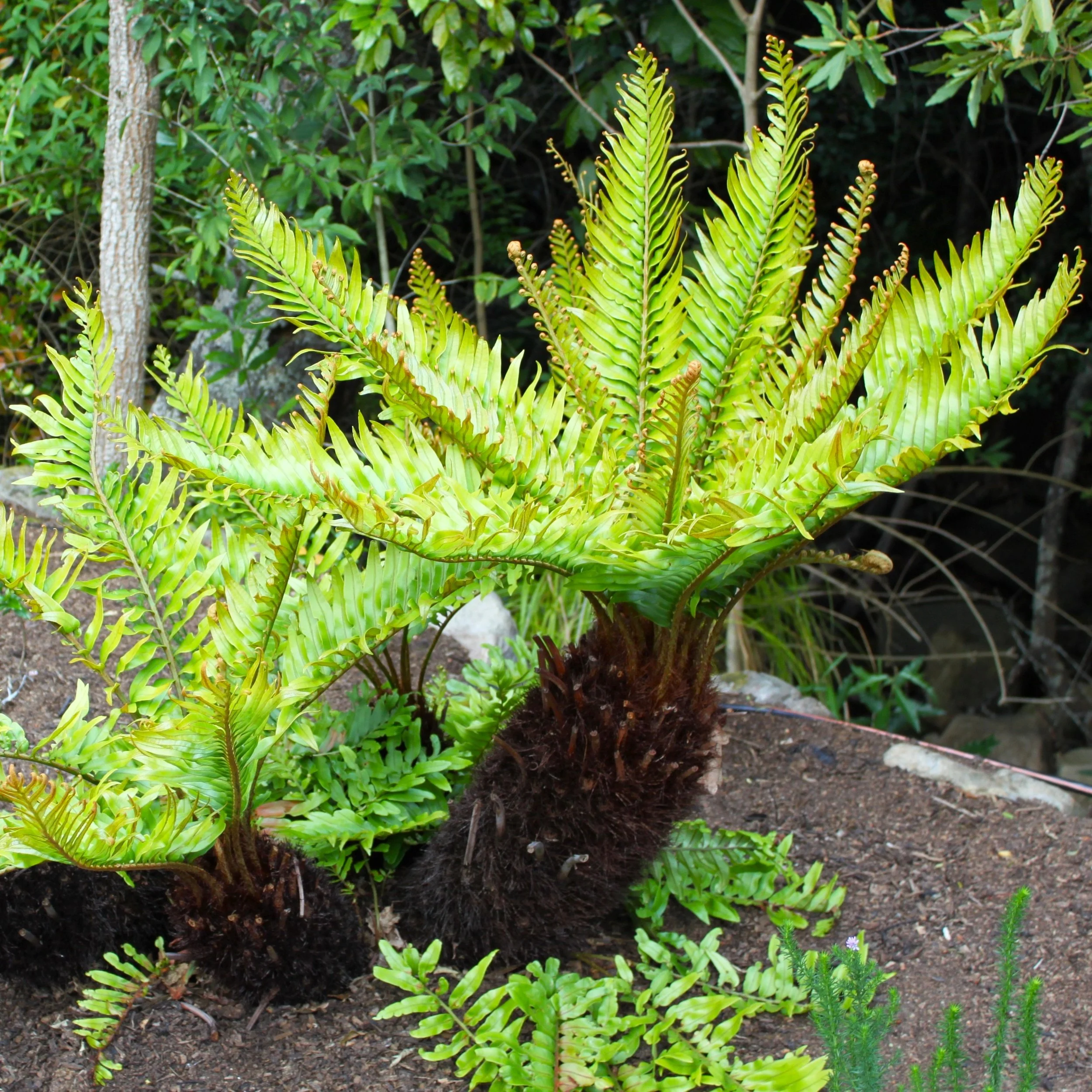 Blechnum tabulare.jpg