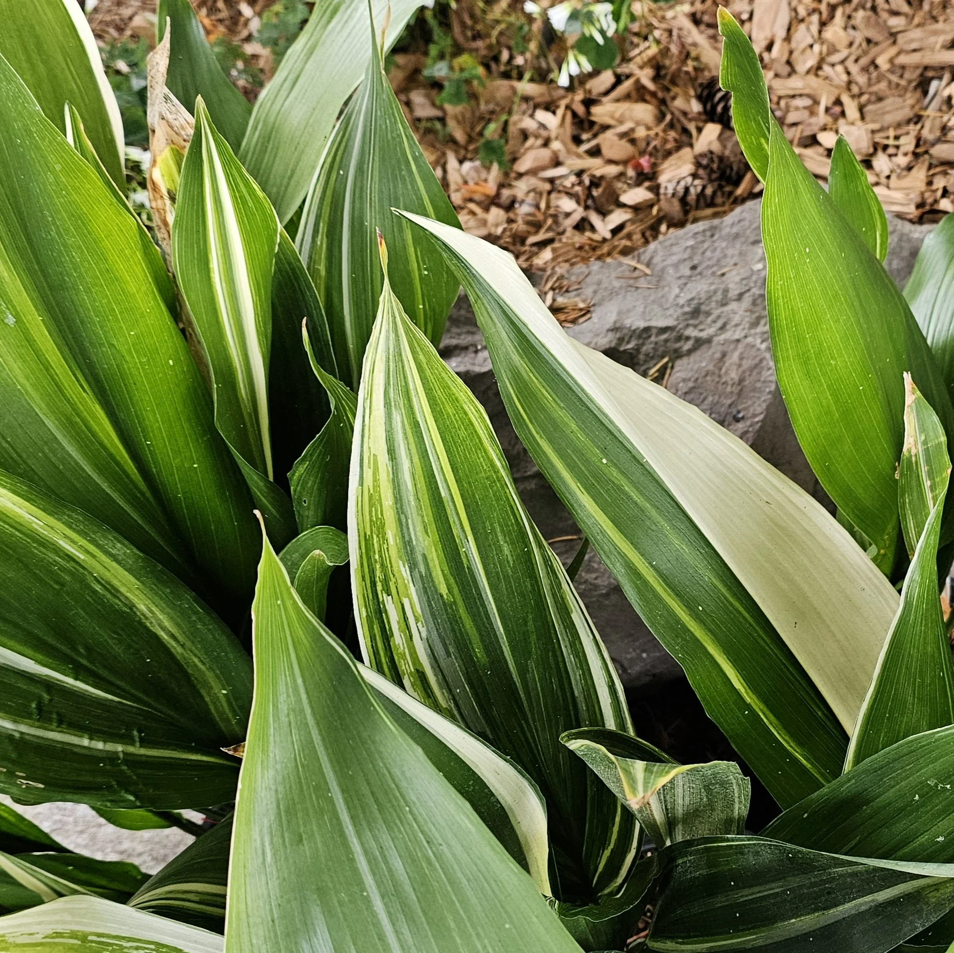 Aspidistra Variegata.jpg