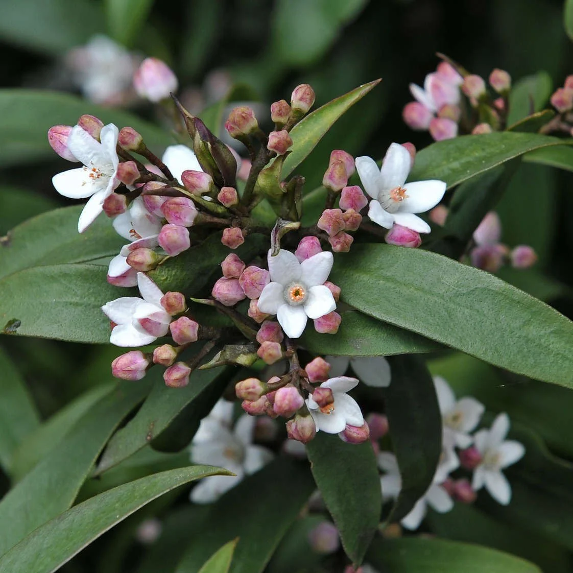 Long-leaf Wax Flower Buds.jpeg