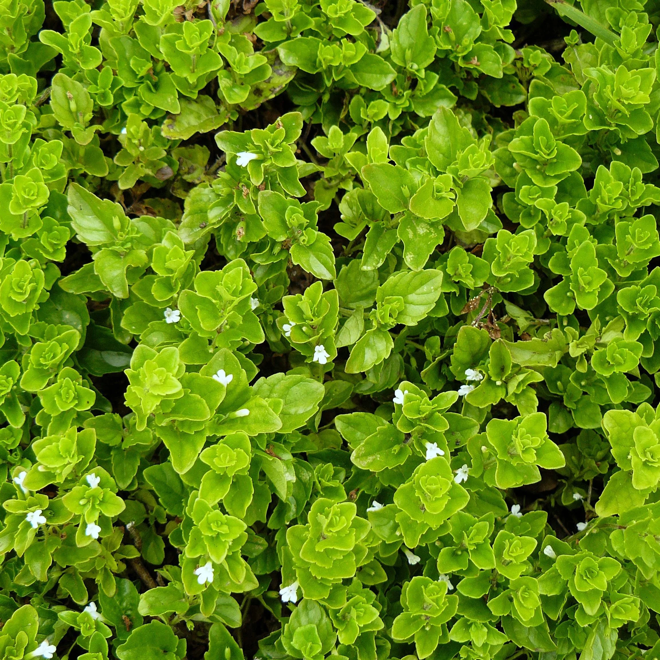 Clinopodium douglasii.jpg