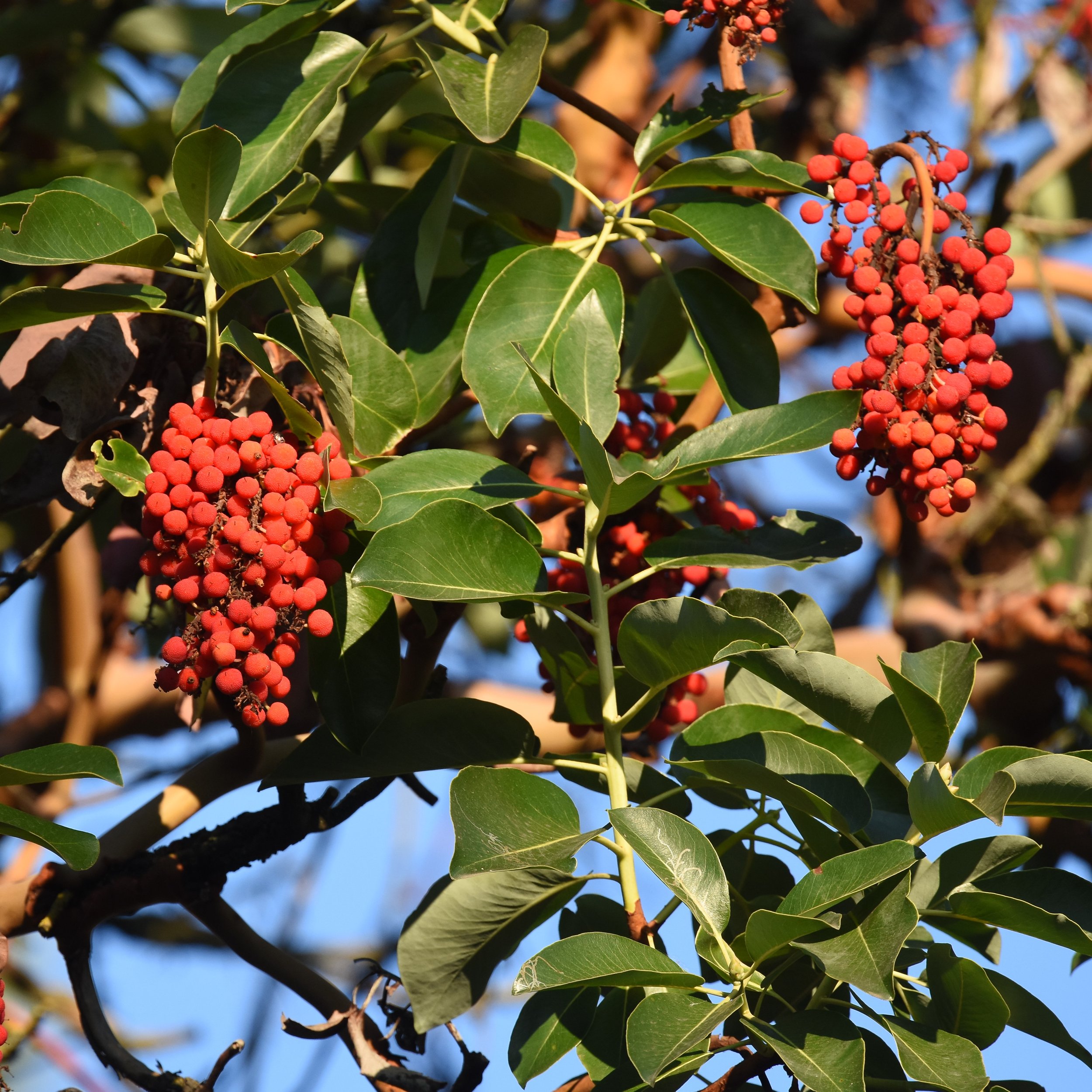 Pacific Madrone Fruit.jpg