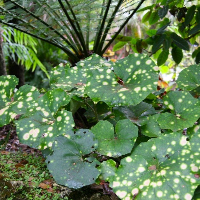 Variegated Leopard Plant Foliage.jpg