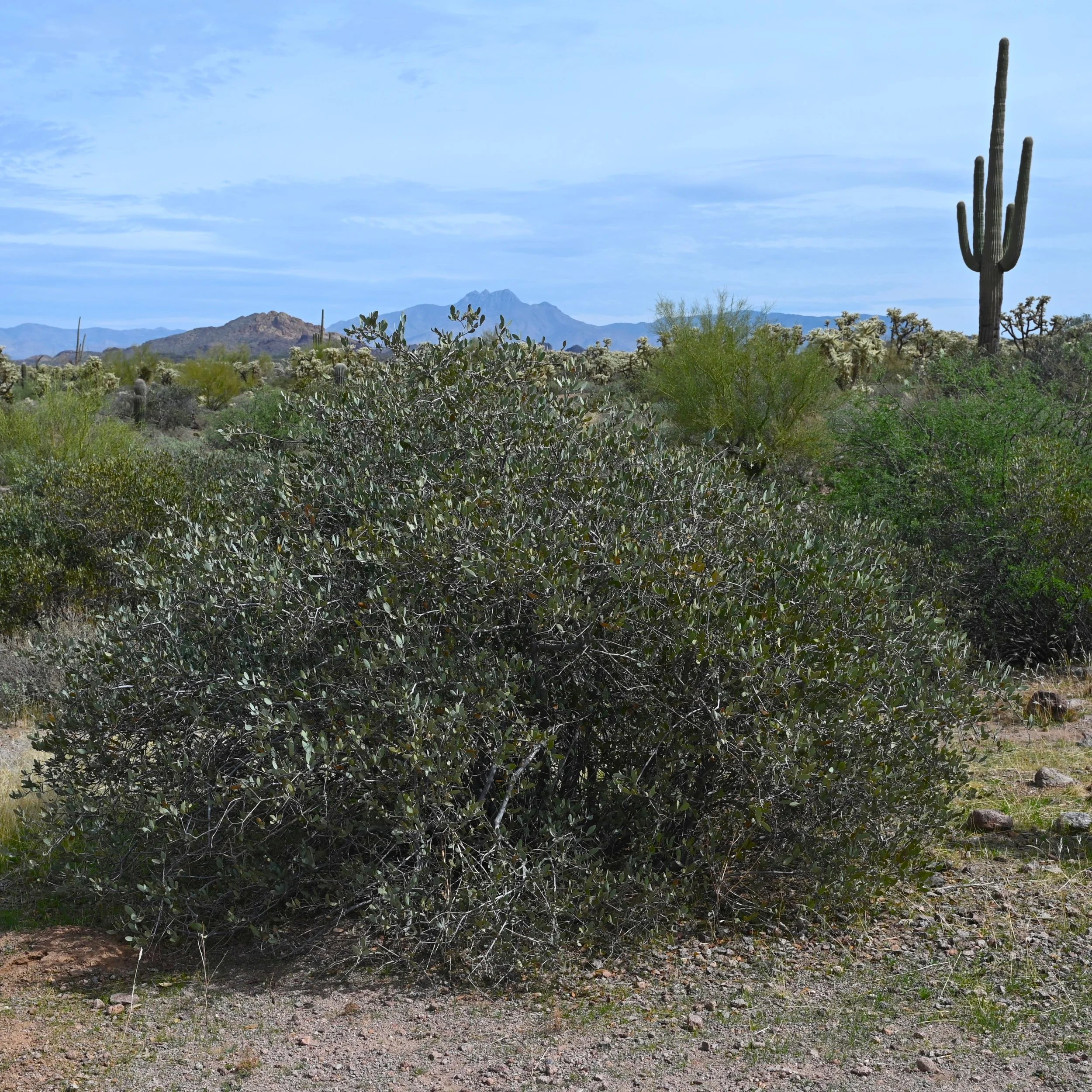 Simmondsia chinensis.jpg