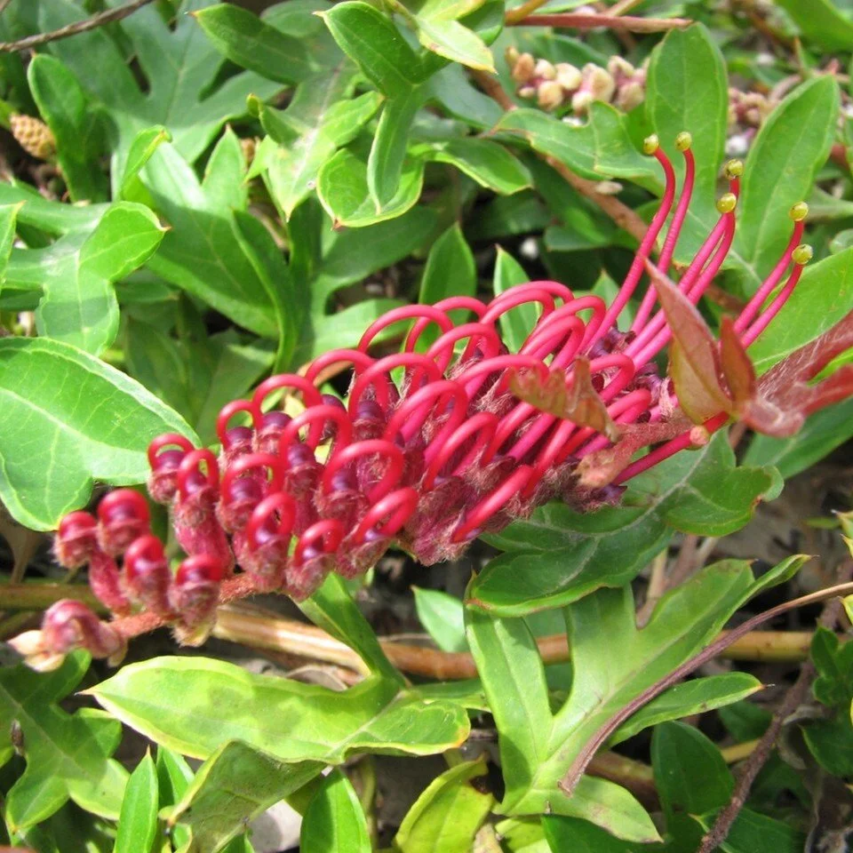Grevillea_x_gaudichaudii Flower.jpg