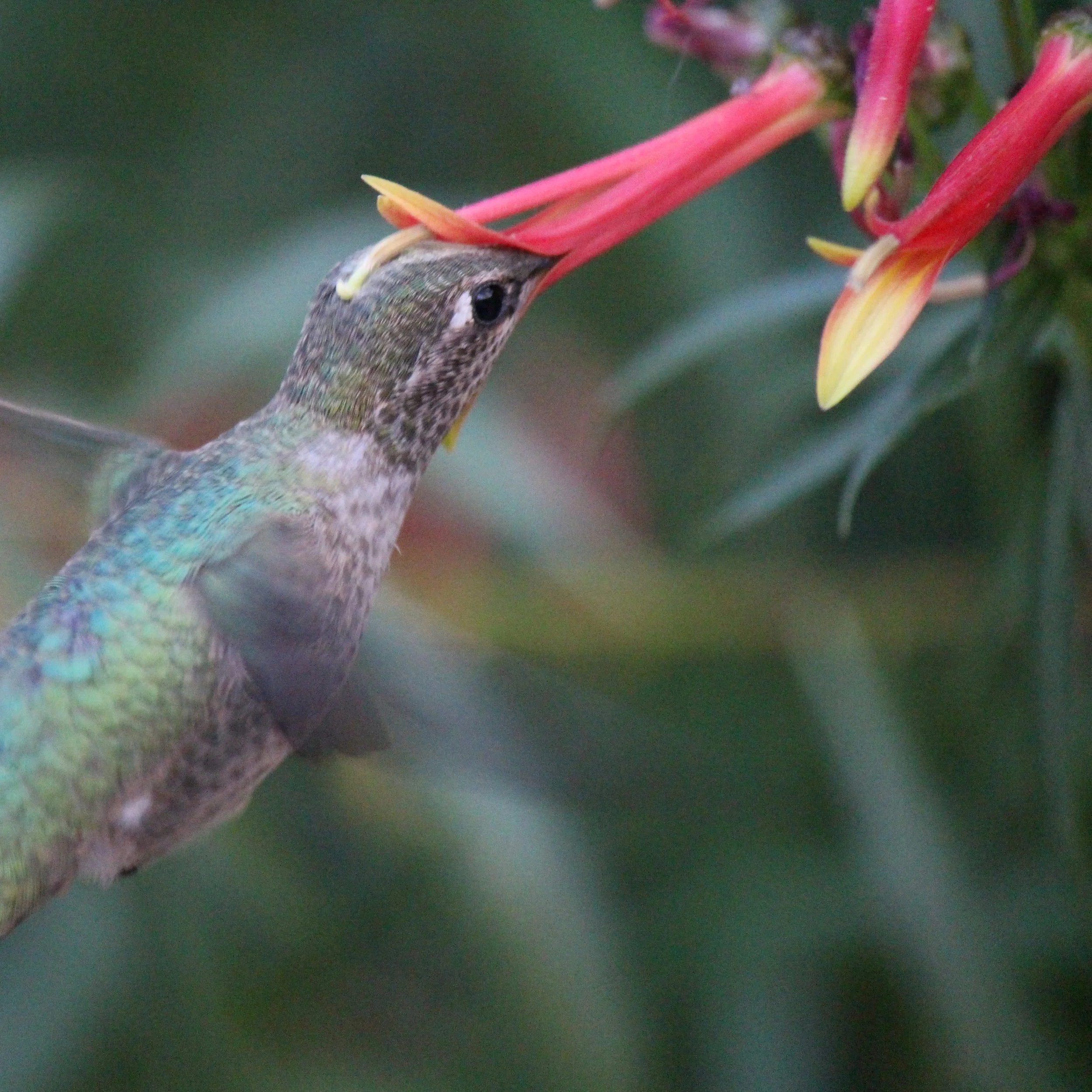 Hummingbird.jpg