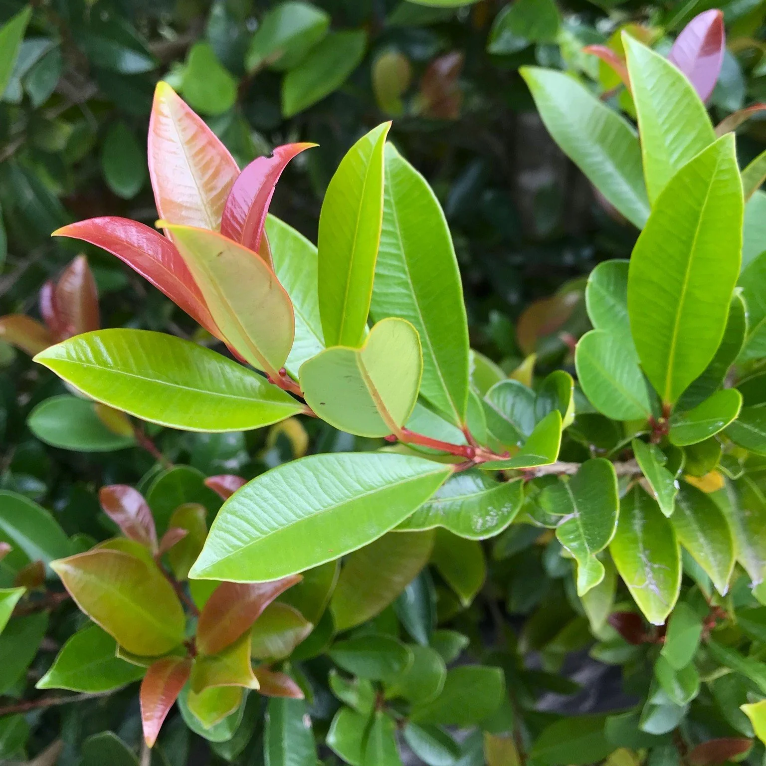 Creek Lilly Pilly Foliage.jpg