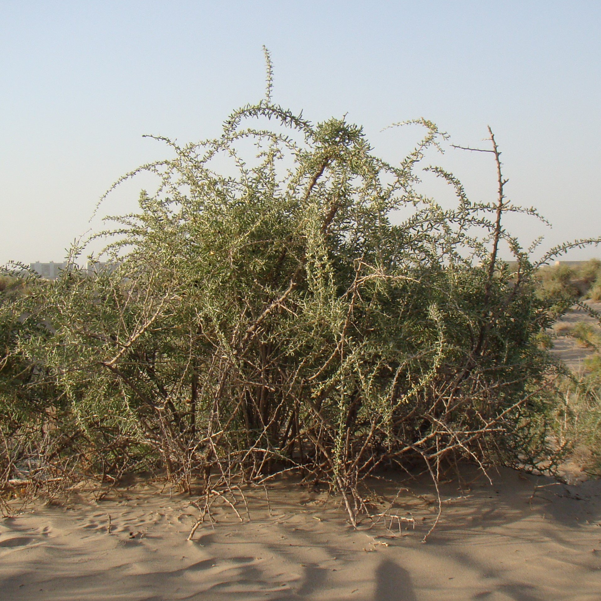 Lycium ruthenicum habit.jpg