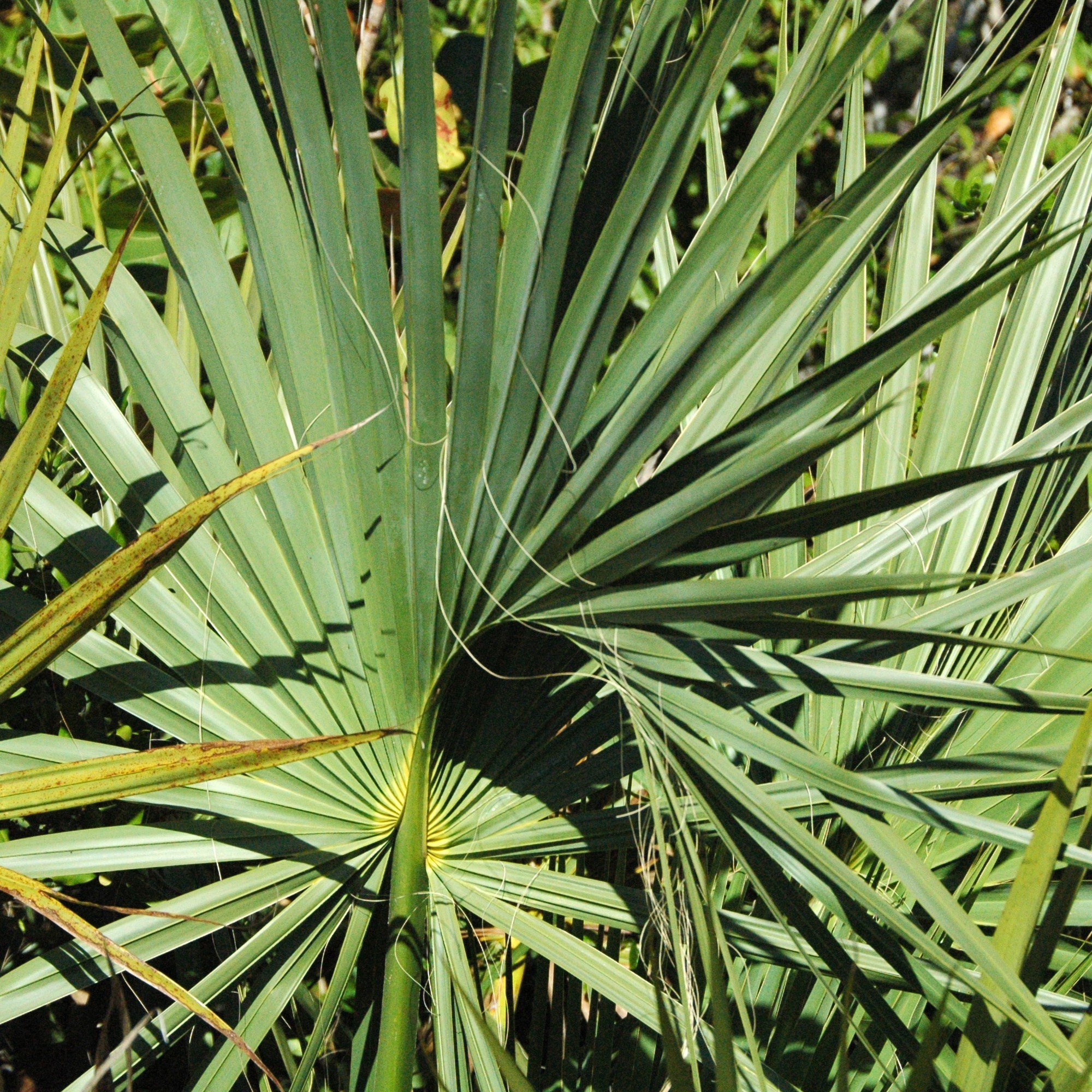 Sabal palmetto Frond.jpg