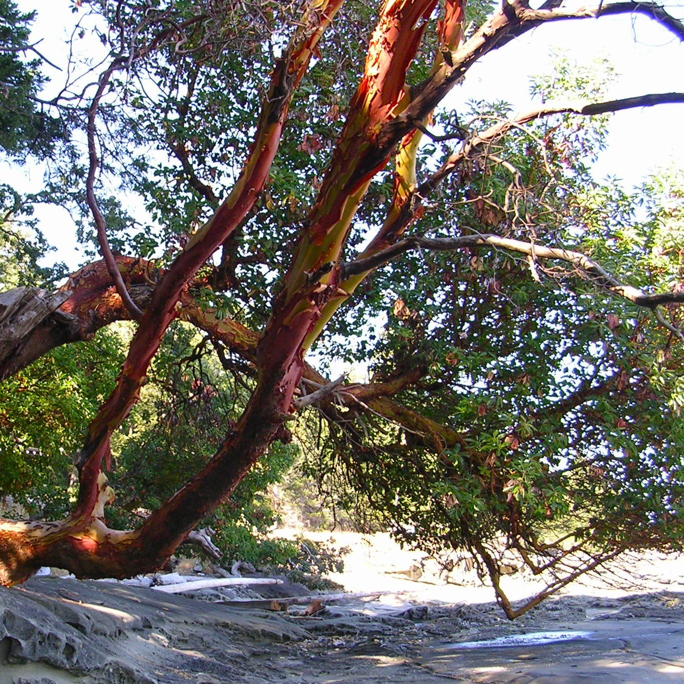 Pacific Madrone.jpg