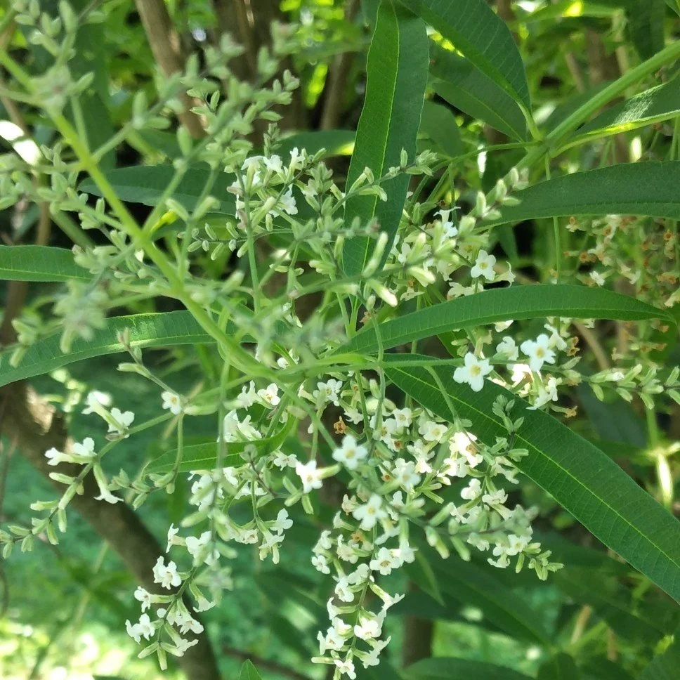 Lemon Verbena Foliage.jpeg