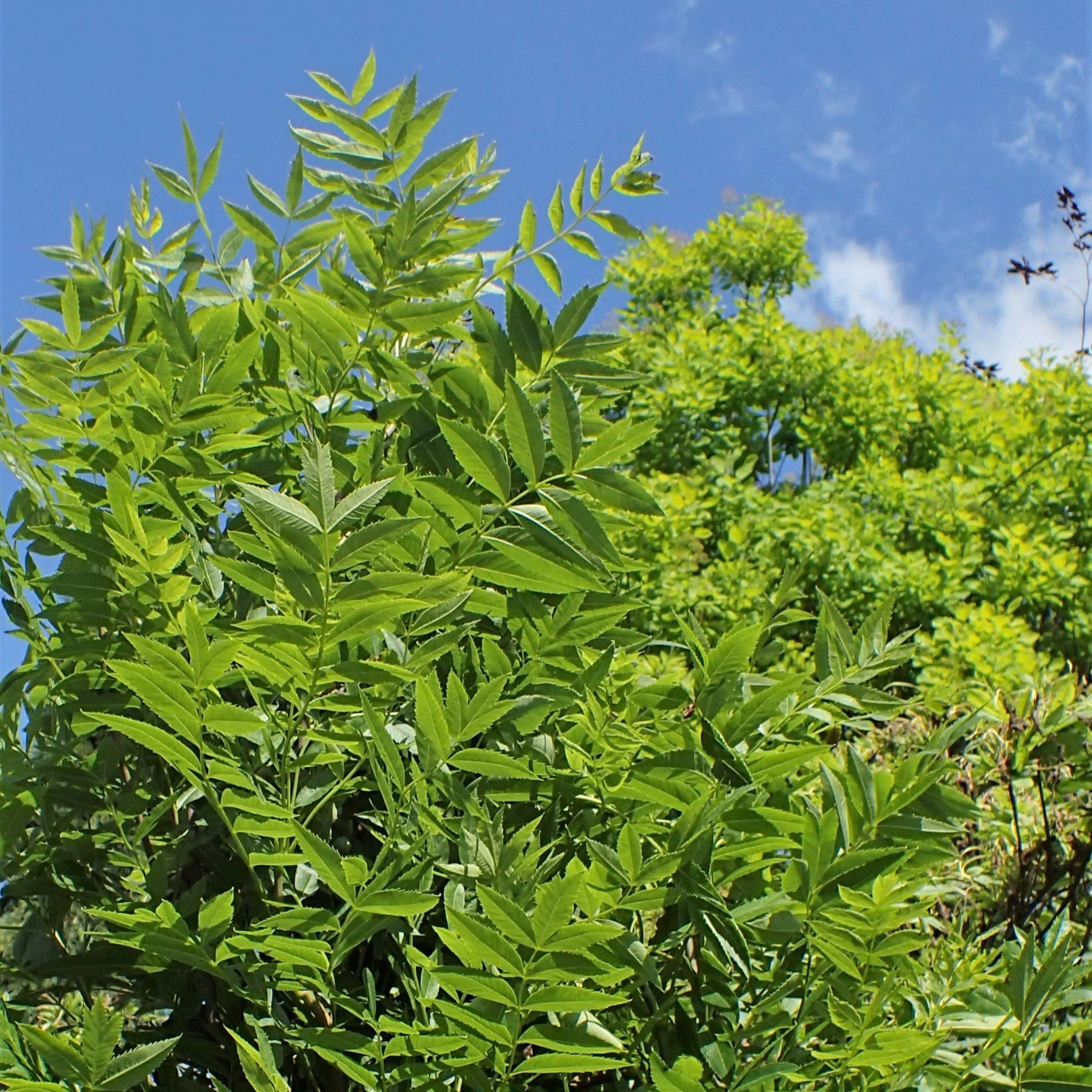 Xanthoceras sorbifolium Foliage.jpg