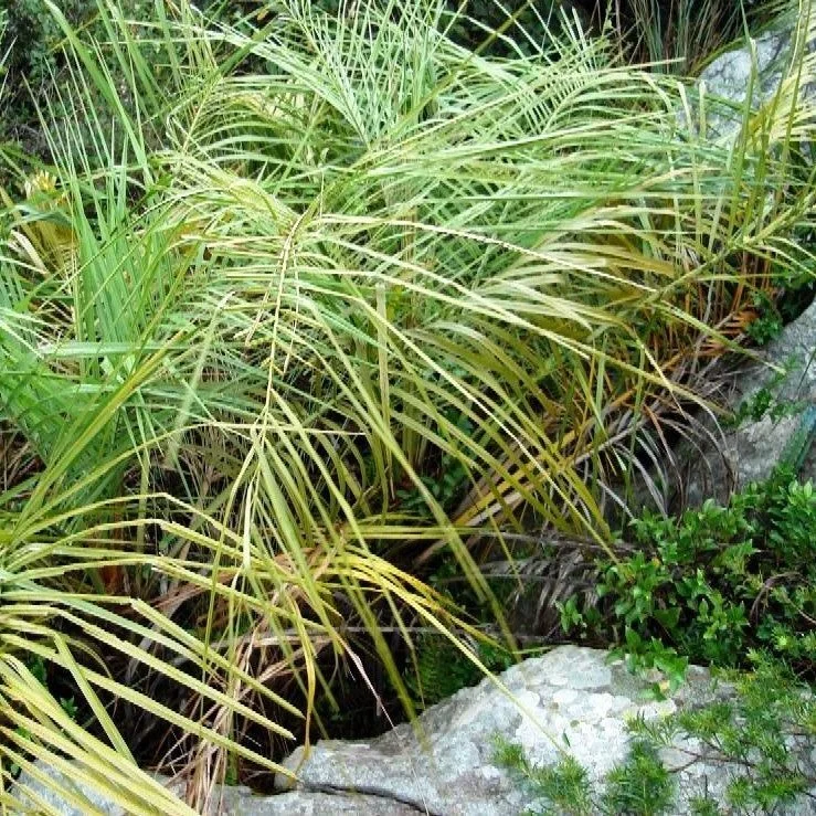 × Butyagrus alegretensis.jpg