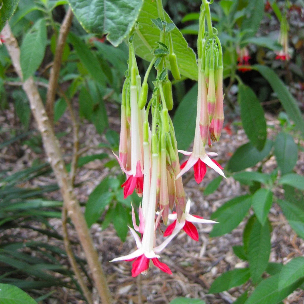Fuchsia boliviana Alba.jpg