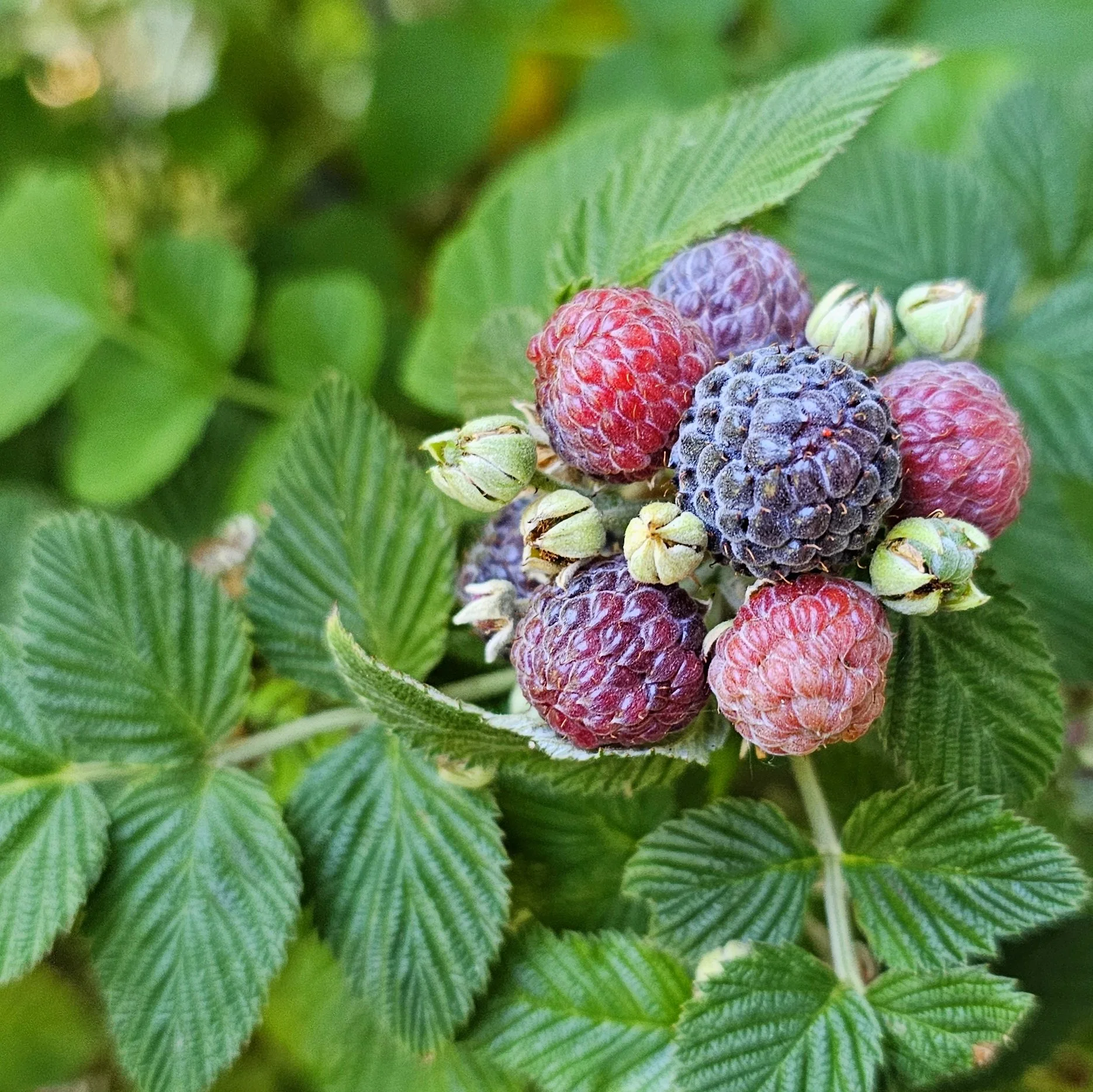 Mandarin Melon Berry — Wanderlust Nursery
