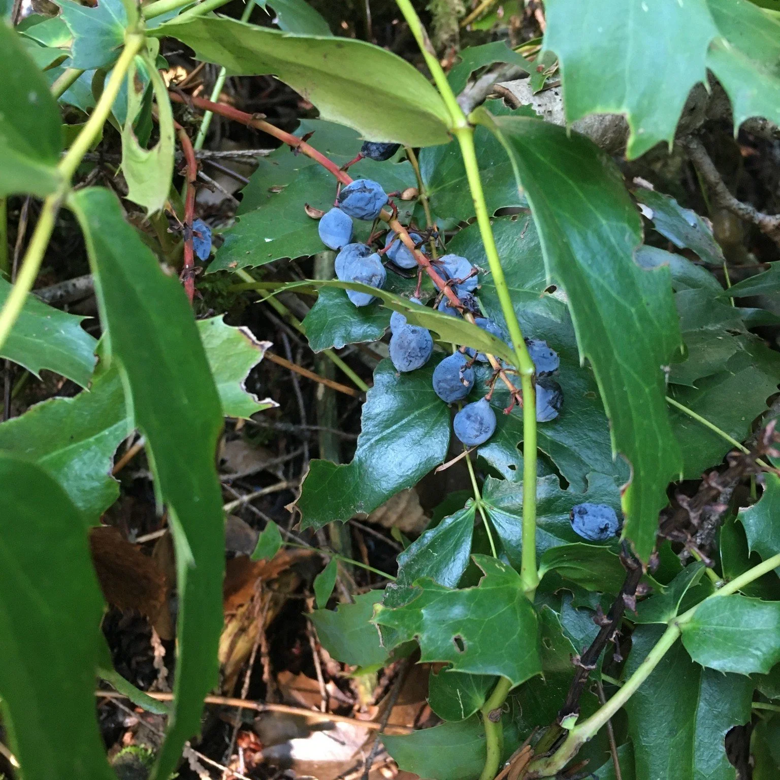 Mahonia nervosa Fruit.jpeg