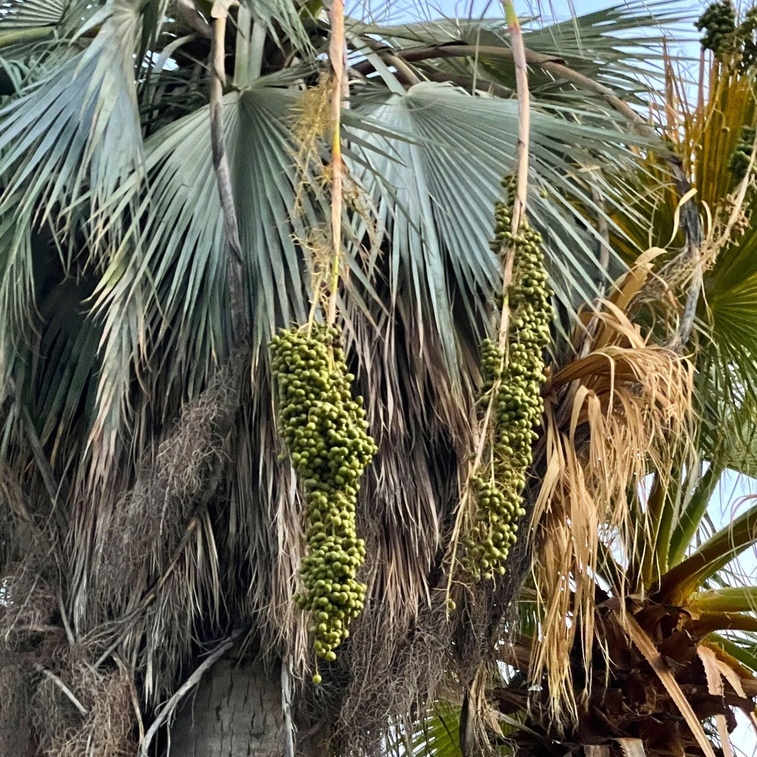 Brahea armata fruit.jpg