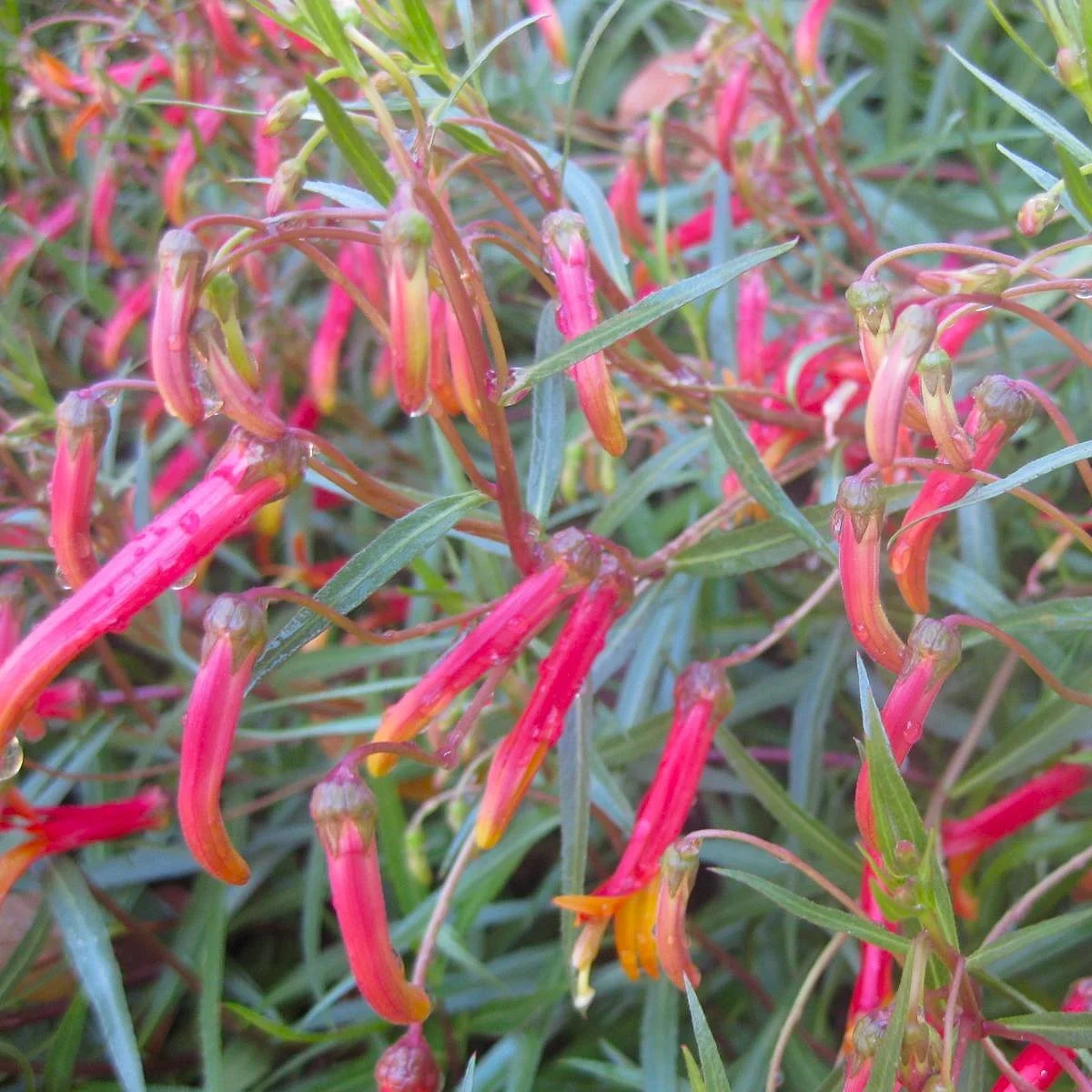 Lobelia laxiflora Flower.jpg