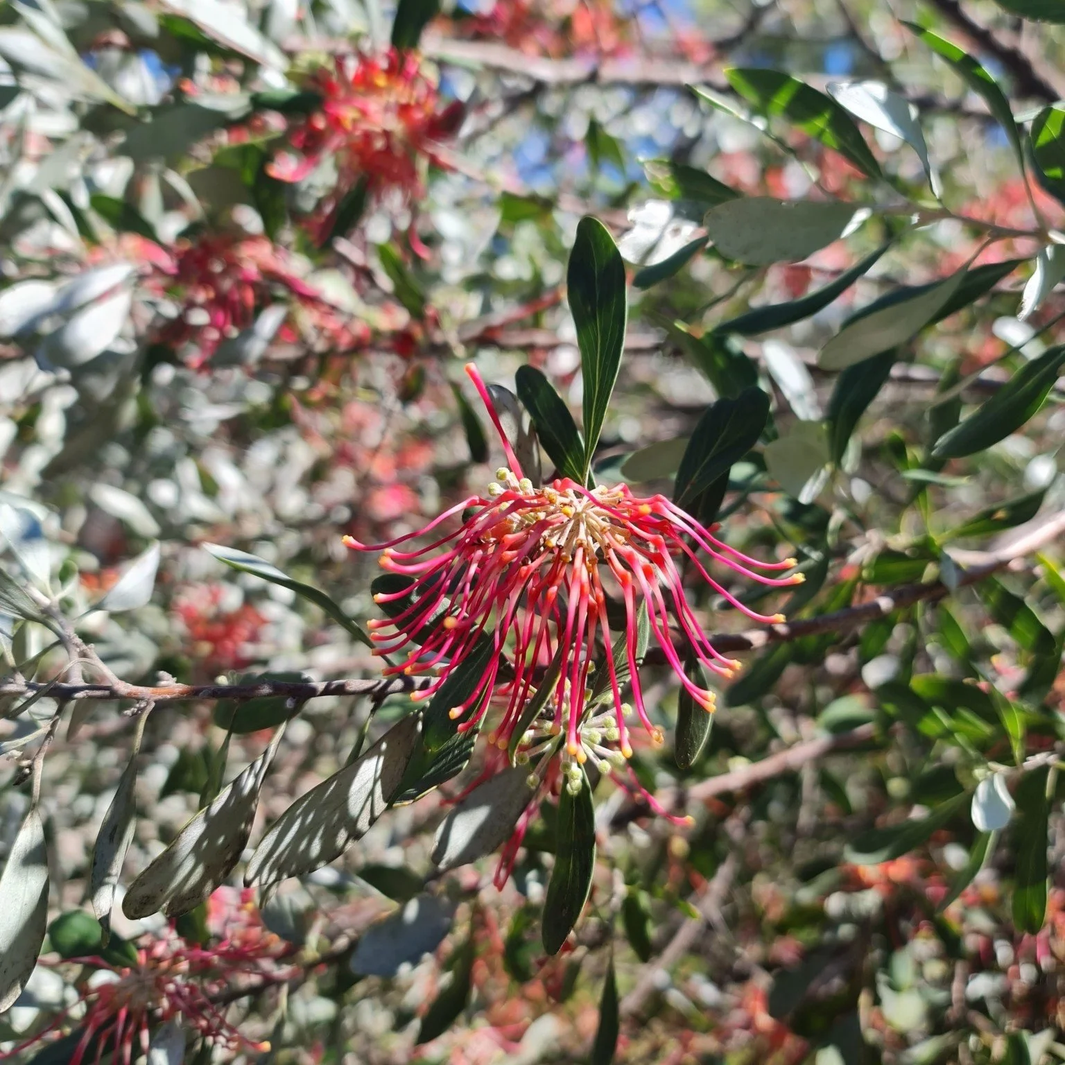 Olive Grevillea Flower.jpeg