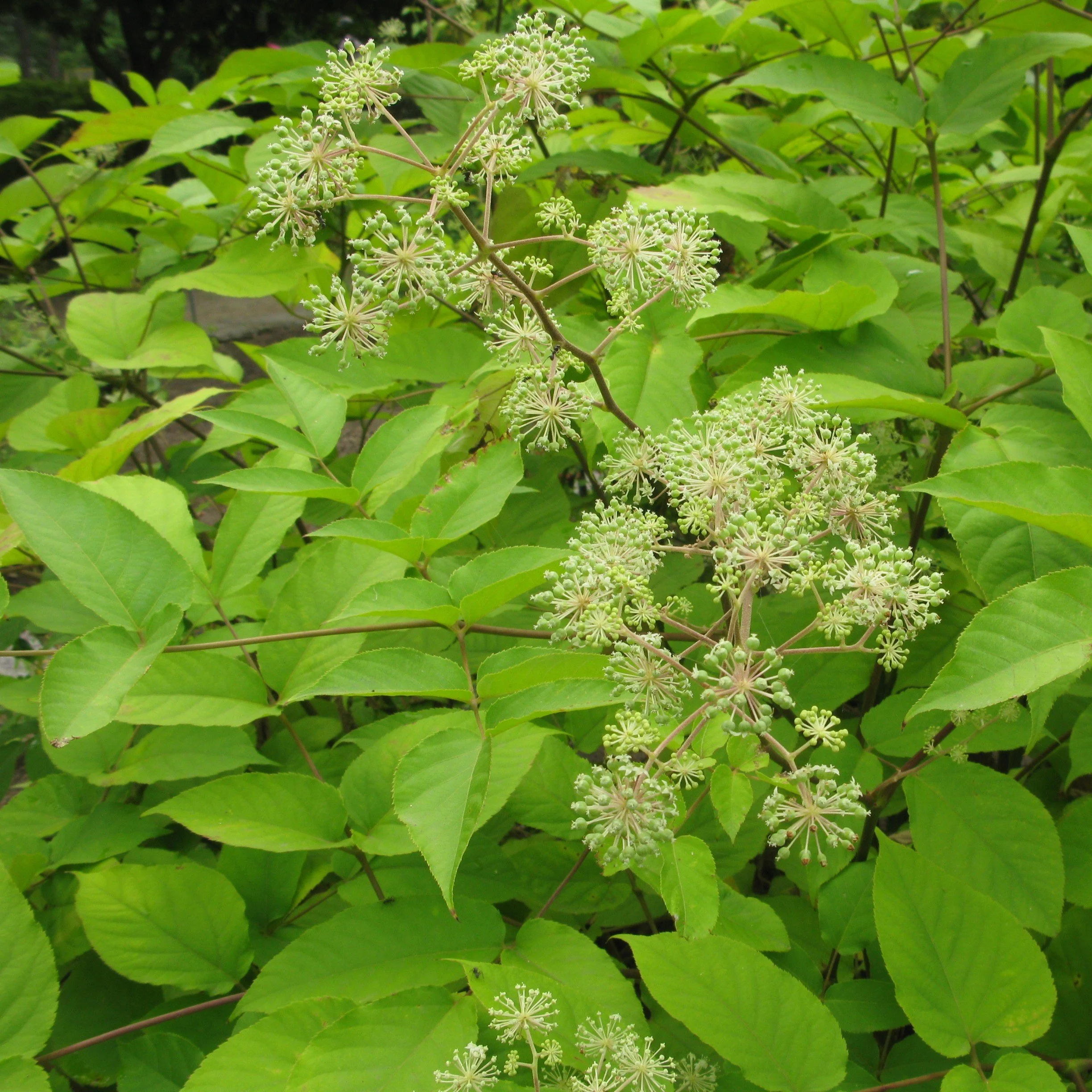 Aralia cordata.jpg