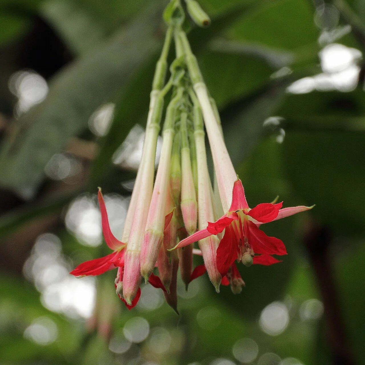 White Bolivian Fuchsia