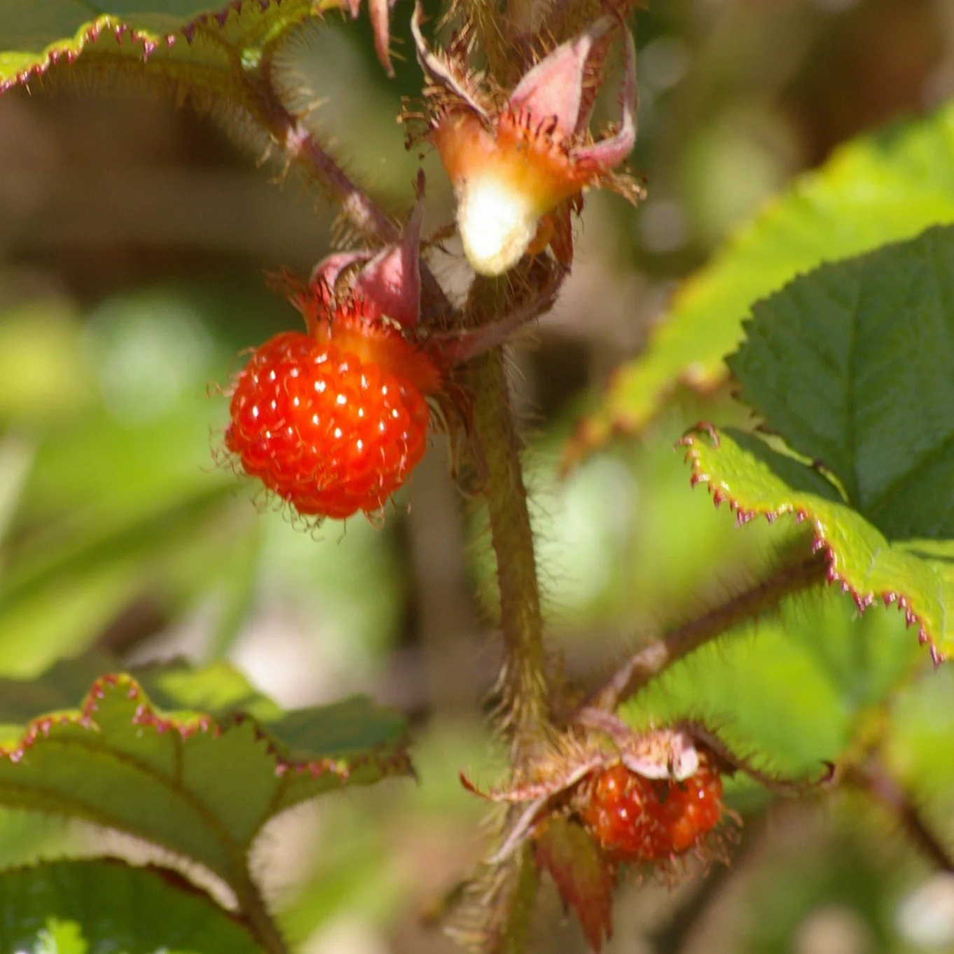 Rubus tricolor Fruit.jpeg