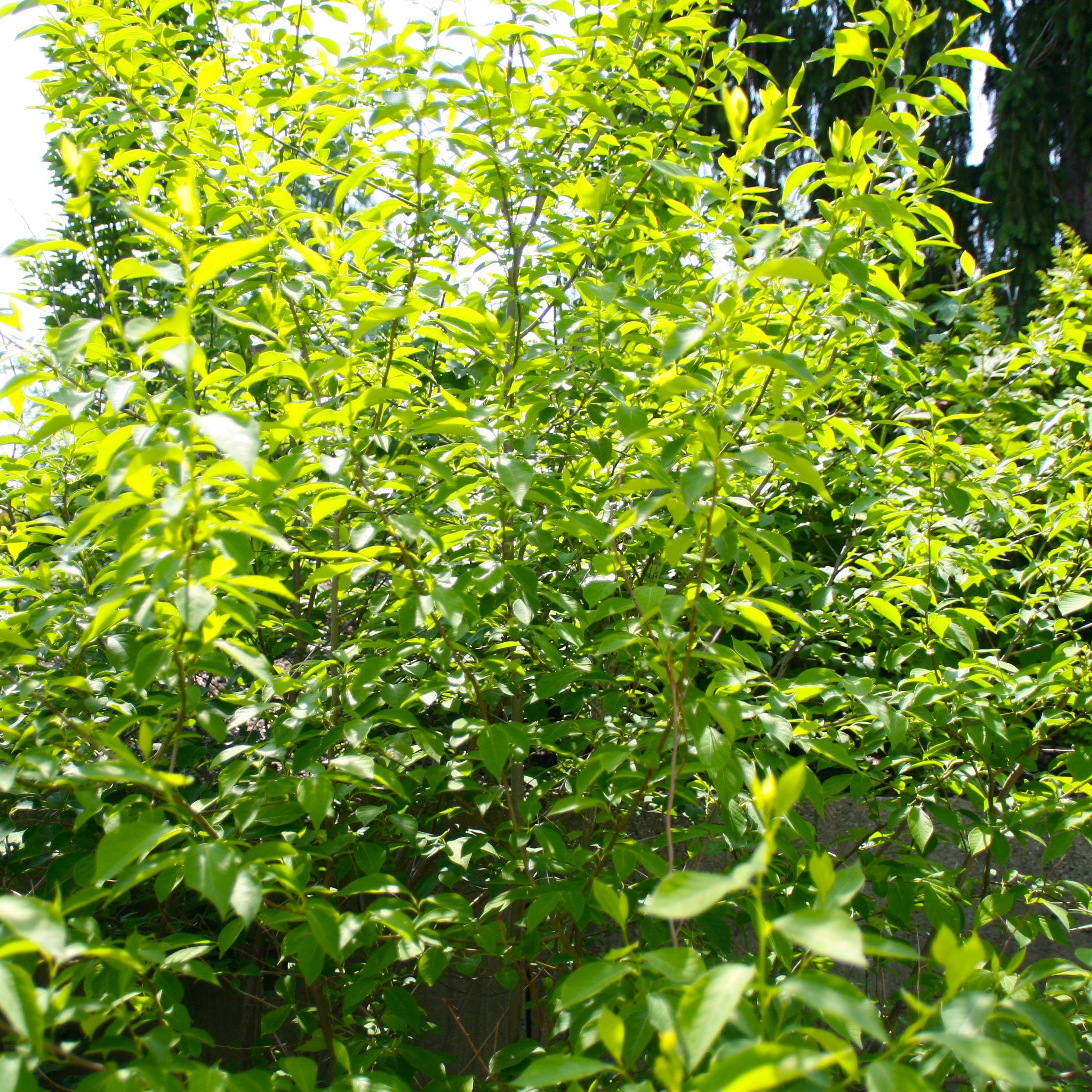 Lindera benzoin canopy.jpg