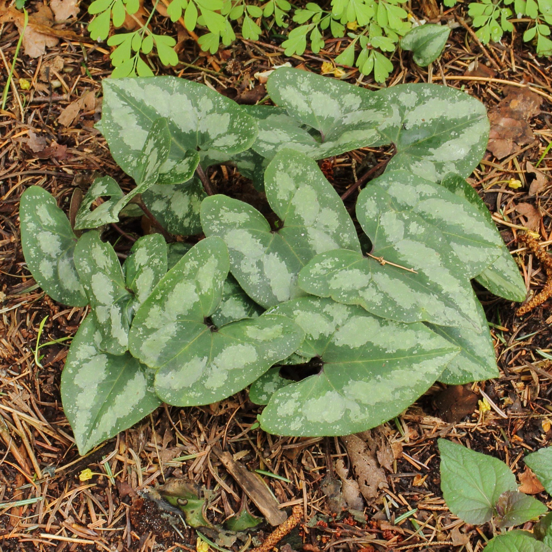 Asarum splendens.jpg