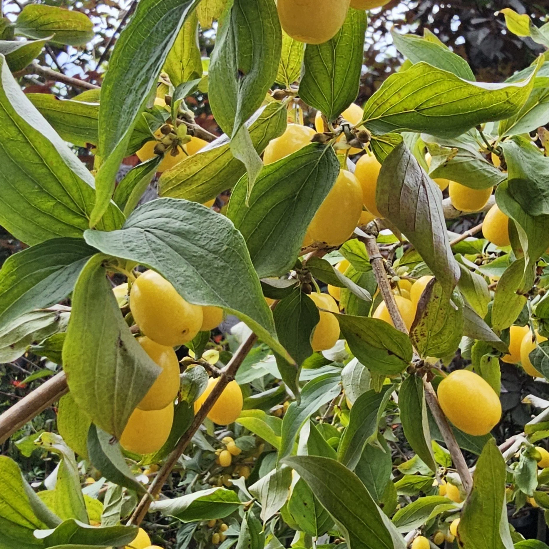 Cornelian Cherry.jpg