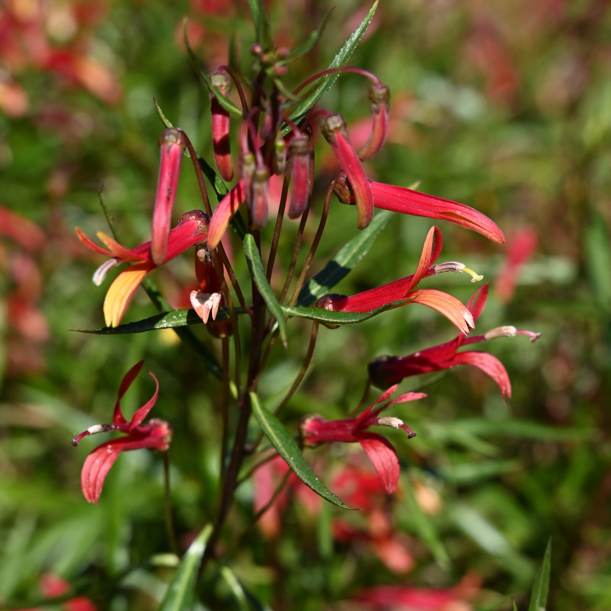 Mexican Cardinal Flower.jpg