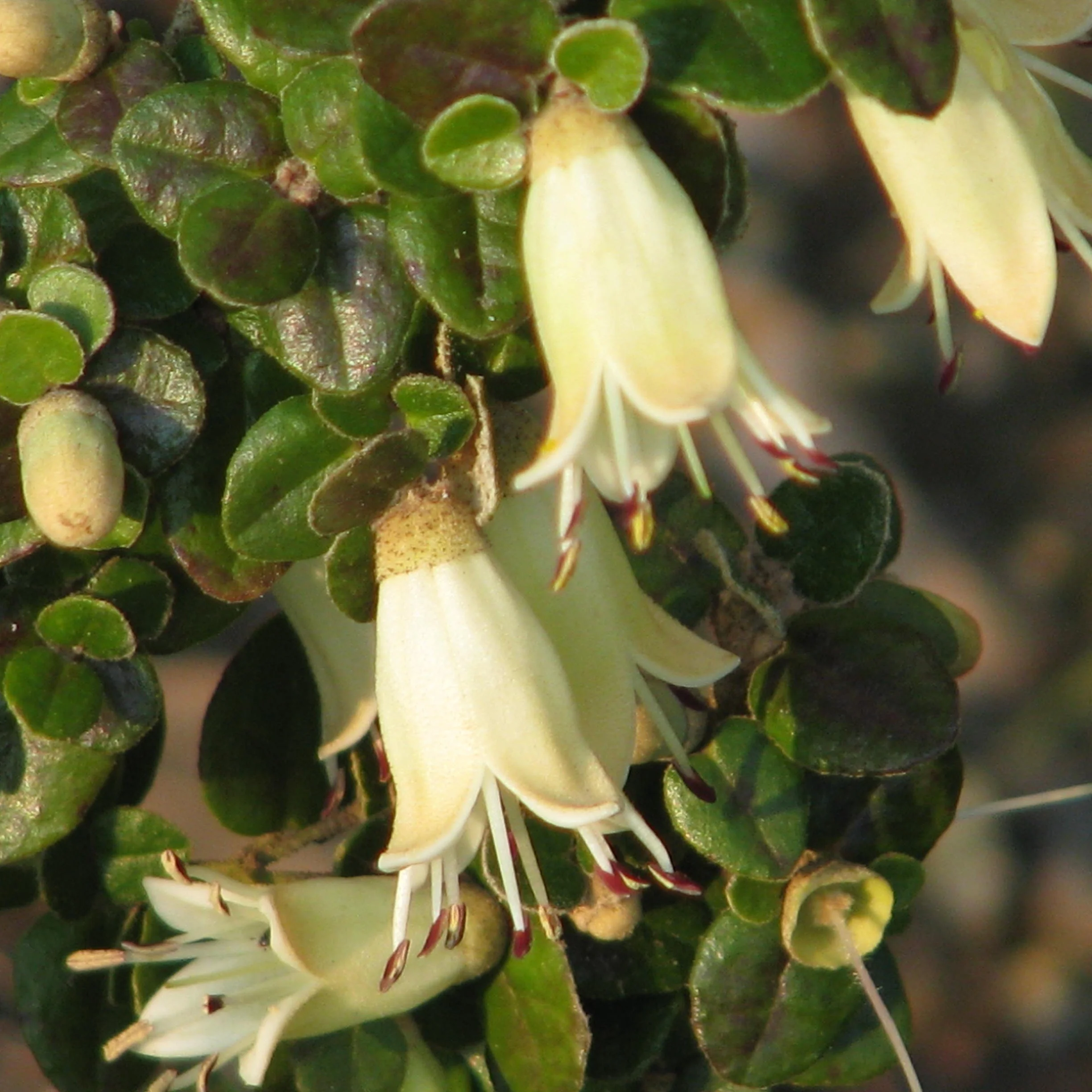 White Australian Fuchsia Flower.jpg