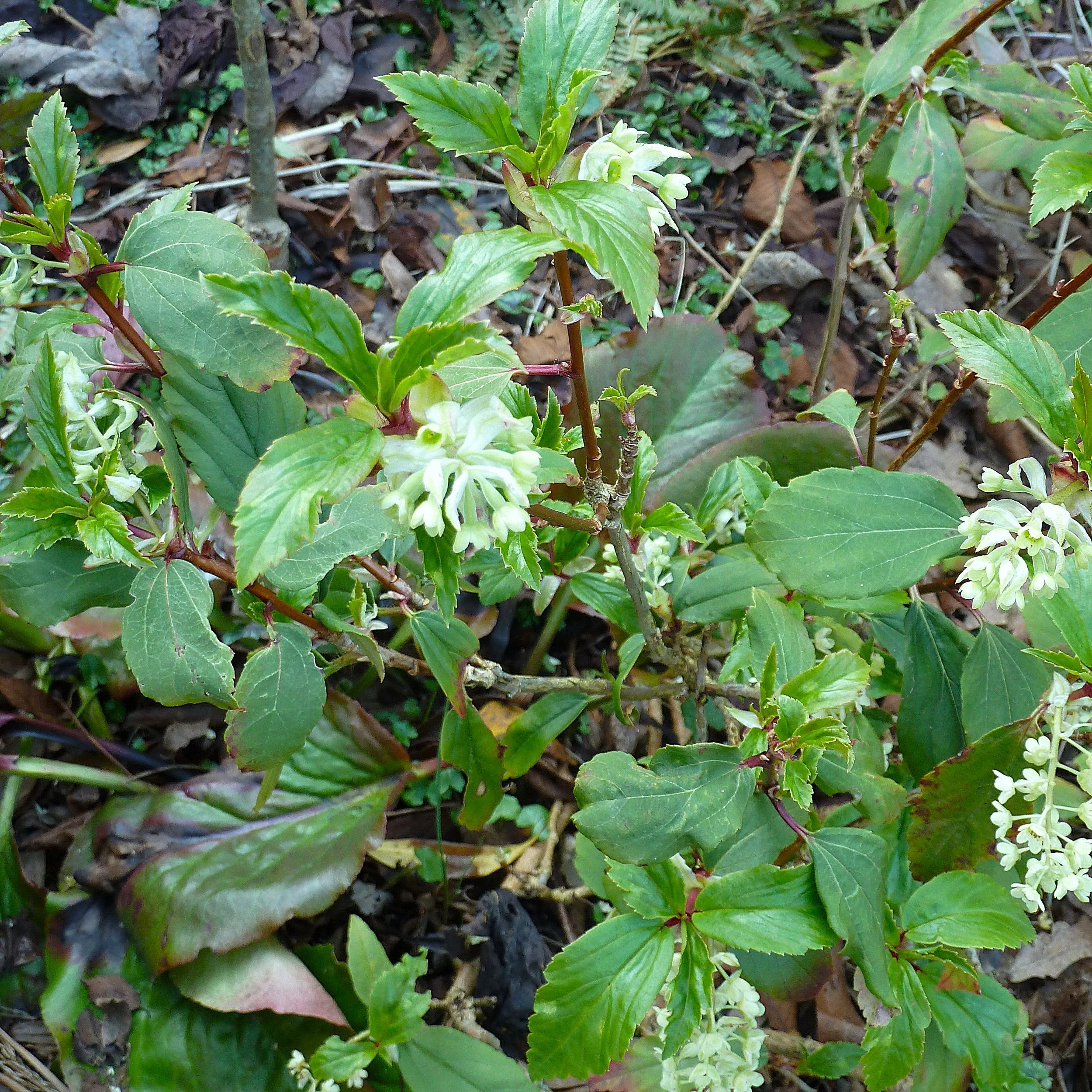 Ribes laurifolium.jpg