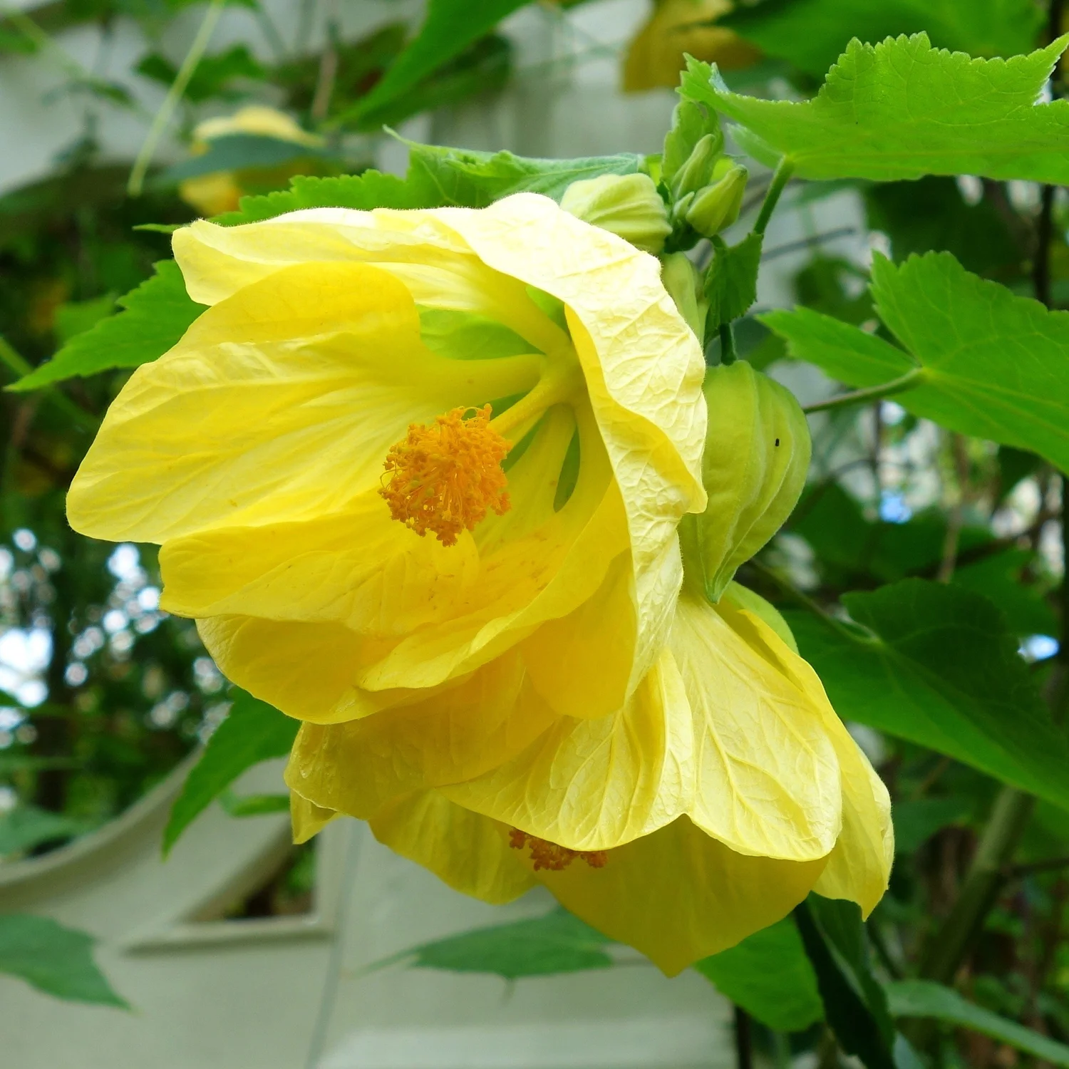 Flowering Maple  Wanderlust Nursery