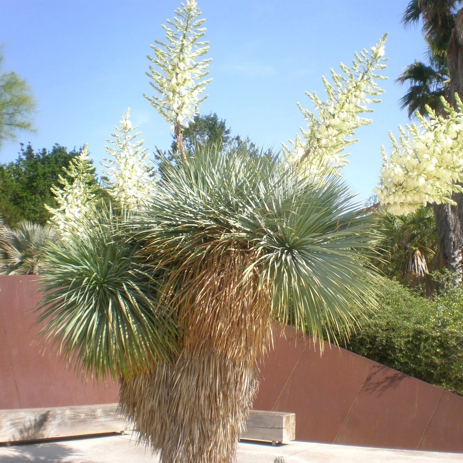 Yucca rostrata.jpg