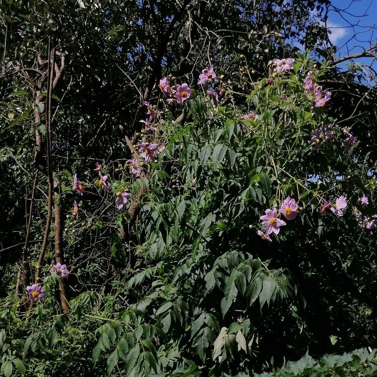 Everblooming Tree Dahlia Foliage.jpeg